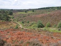 NL, Gelderland, Rheden, Herkhuizerveld 7, Saxifraga-Tom Heijnen