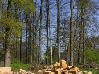 NL, Gelderland, Rheden, Hof te Rheden 1, Saxifraga-Henk Sierdsema