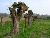 NL, Gelderland, Rheden, Hof te Rheden 10, Saxifraga-Henk Sierdsema