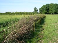 NL, Gelderland, Rheden, Hof te Rheden 12, Saxifraga-Henk Sierdsema