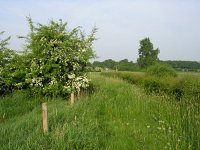 NL, Gelderland, Rheden, Hof te Rheden 21, Saxifraga-Henk Sierdsema