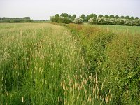 NL, Gelderland, Rheden, Hof te Rheden 23, Saxifraga-Henk Sierdsema