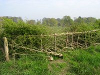 NL, Gelderland, Rheden, Hof te Rheden 8, Saxifraga-Henk Sierdsema