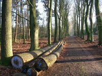 NL, Gelderland, Rheden, Middachten 12, Saxifraga-Henk Sierdsema