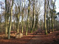 NL, Gelderland, Rheden, Middachten 18, Saxifraga-Henk Sierdsema