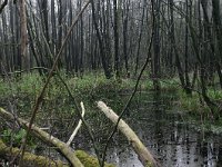 NL, Gelderland, Rheden, Middachten 21, Saxifraga-Hans Boll