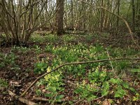 NL, Gelderland, Rheden, Middachten 30, Saxifraga-Hans Boll