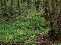 NL, Gelderland, Rheden, Middachten 34, Saxifraga-Hans Boll