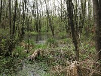 NL, Gelderland, Rheden, Middachten 44, Saxifraga-Hans Boll