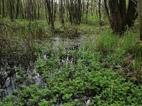 NL, Gelderland, Rheden, Middachten 46, Saxifraga-Hans Boll