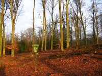 NL, Gelderland, Rheden, Middachten 8, Saxifraga-Henk Sierdsema