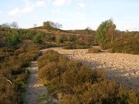 NL, Gelderland, Rheden, NP Veluwezoom 9, Saxifraga-Henk Sierdsema