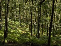 NL, Gelderland, Rheden, NP Veluwezoom, Herikhuizen 10, Saxifraga-Jan van der Straaten