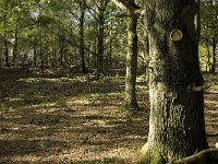 NL, Gelderland, Rheden, NP Veluwezoom, Herikhuizen 6, Saxifraga-Jan van der Straaten