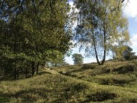 NL, Gelderland, Rheden, NP Veluwezoom, Herikhuizen 9, Saxifraga-Jan van der Straaten