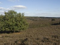 NL, Gelderland, Rheden, NP Veluwezoom, Herikhuizerveld 1, Saxifraga-Jan van der Straaten