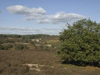 NL, Gelderland, Rheden, NP Veluwezoom, Herikhuizerveld 2, Saxifraga-Jan van der Straaten