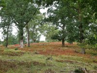 NL, Gelderland, Rheden, Nationaal Park Veluwezoom 1, Saxifraga-Tom Heijnen