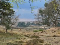 NL, Gelderland, Rheden, Nationaal Park Veluwezoom 10, Saxifraga-Tom Heijnen