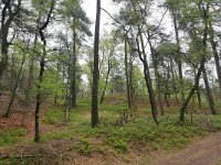 NL, Gelderland, Rheden, Nationaal Park Veluwezoom 2, Saxifraga-Tom Heijnen