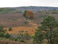 NL, Gelderland, Rheden, Nationaal Park Veluwezoom near Rheden 10, Saxifraga-Tom Heijnen