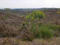 NL, Gelderland, Rheden, Nationaal Park Veluwezoom near Rheden 2, Saxifraga-Tom Heijnen