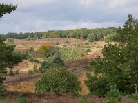 NL, Gelderland, Rheden, Nationaal Park Veluwezoom near Rheden 8, Saxifraga-Tom Heijnen