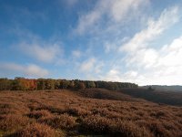 NL, Gelderland, Rheden, Posbank 2, Saxifraga-Bart Vastenhouw