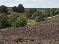 NL, Gelderland, Rheden, Rhedensche Heide 12, Saxifraga-Jan van der Straaten