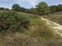 NL, Gelderland, Rheden, Rhedensche Heide 20, Saxifraga-Jan van der Straaten