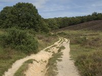 NL, Gelderland, Rheden, Rhedensche Heide 21, Saxifraga-Jan van der Straaten