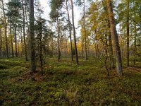 NL, Gelderland, Rheden, Veluwe 2, Saxifraga-Bart Vastenhouw