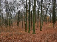 NL, Gelderland, Rheden, Veluwezoom near Ellecom 4, Saxifraga-Tom Heijnen