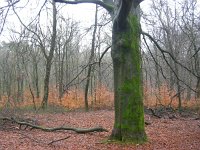 NL, Gelderland, Rozendaal, Imbosch 1, Saxifraga-Henk Sierdsema