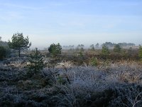 NL, Gelderland, Rozendaal, Imbosch 19, Saxifraga-Henk Sierdsema