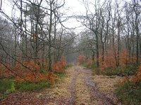 NL, Gelderland, Rozendaal, Imbosch 2, Saxifraga-Henk Sierdsema