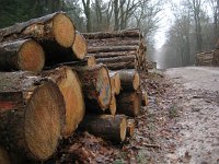 NL, Gelderland, Rozendaal, Imbosch 20, Saxifraga-Henk Sierdsema