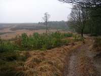 NL, Gelderland, Rozendaal, Imbosch 5, Saxifraga-Henk Sierdsema