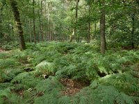 NL, Gelderland, Rozendaal, N of Velp 1, Saxifraga-Tom Heijnen