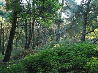 NL, Gelderland, Wijchen, Wijchensche Vennen 102, Saxifraga-Hans Boll