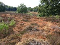 NL, Gelderland, Wijchen, Wijchensche Vennen 127, Saxifraga-Hans Boll