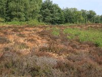 NL, Gelderland, Wijchen, Wijchensche Vennen 131, Saxifraga-Hans Boll