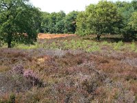 NL, Gelderland, Wijchen, Wijchensche Vennen 132, Saxifraga-Hans Boll