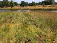 NL, Gelderland, Wijchen, Wijchensche Vennen 134, Saxifraga-Hans Boll