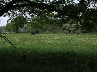 NL, Gelderland, Wijchen, Wijchensche Vennen 14, Saxifraga-Hans Boll