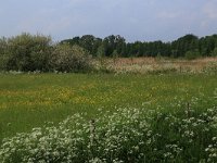 NL, Gelderland, Wijchen, Wijchensche Vennen 15, Saxifraga-Hans Boll