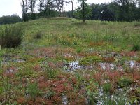 NL, Gelderland, Wijchen, Wijchensche Vennen 153, Saxifraga-Hans Boll