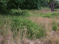 NL, Gelderland, Wijchen, Wijchensche Vennen 158, Saxifraga-Hans Boll