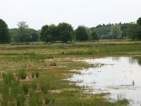 NL, Gelderland, Wijchen, Wijchensche Vennen 180, Saxifraga-Hans Boll