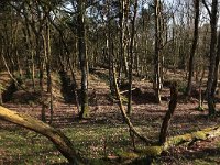 NL, Gelderland, Wijchen, Wijchensche Vennen 198, Saxifraga-Hans Boll